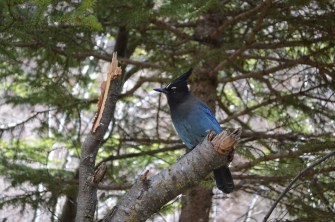 Stellar's Jay