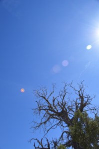 Juniperus osteosperma, The classic juniper of Western Colorado's arid pinyon-juniper woodlands.