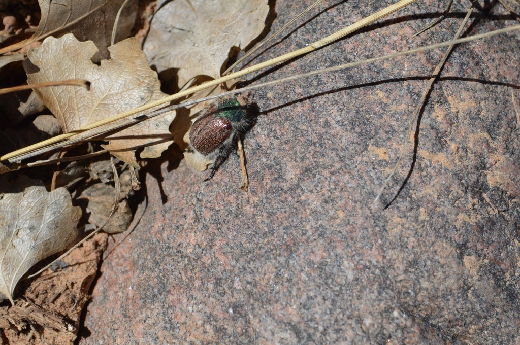 A scarab beetle near a trail in Colorado National Monument