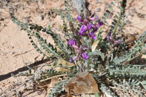 Milk Vetch/Loco weed Astragalus flavus
