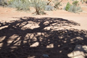 Shadow of a very ancient looking Juniper, Juniperus osteosperma