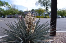 A Yucca growing near my apartment.
