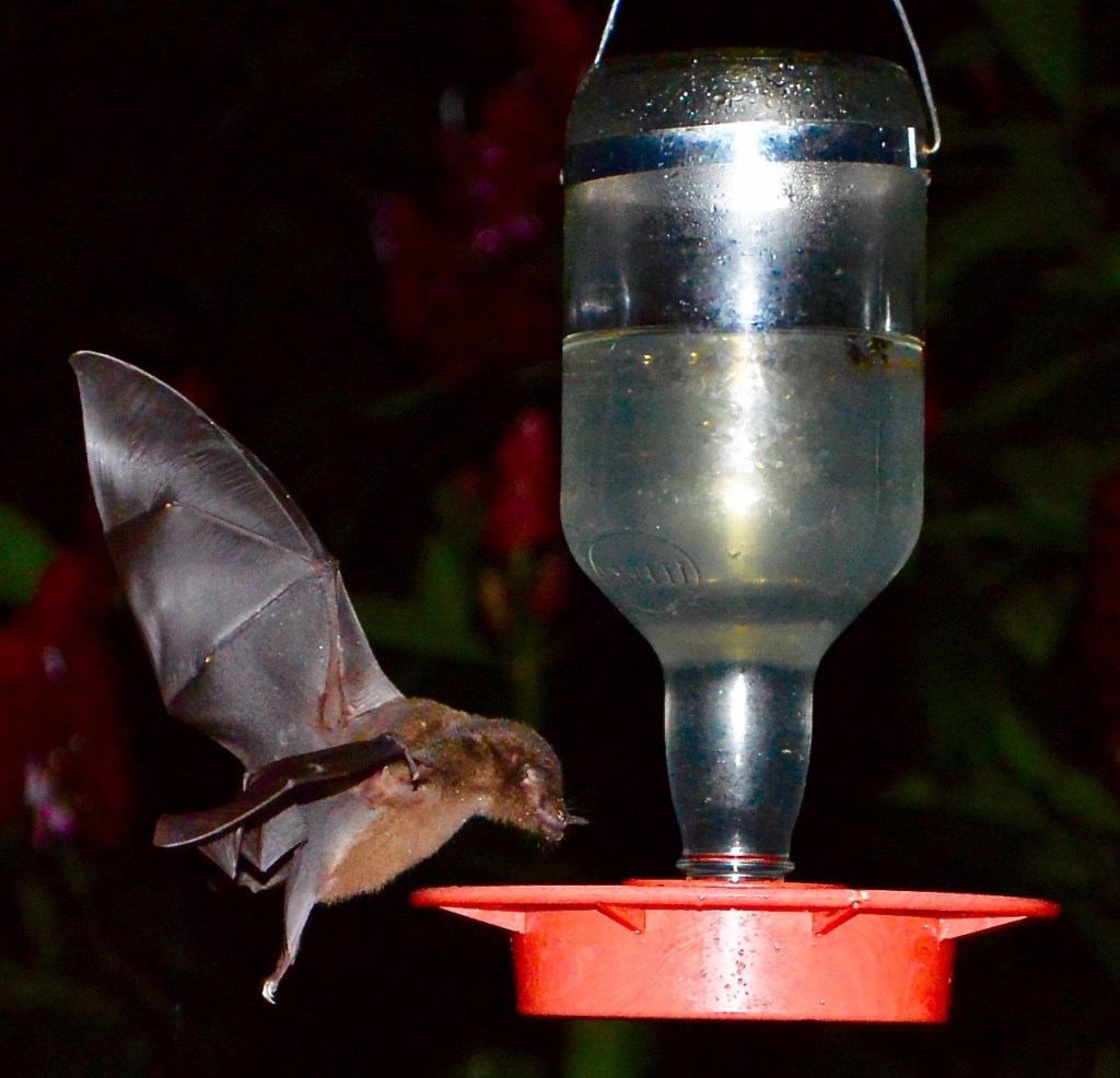 At night if not taken in, hummingbird feeders become bat feeders
