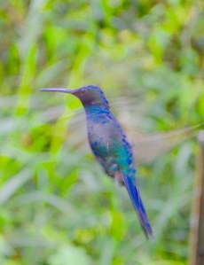 Sparkling violet-ear male (Colibri coruscans)