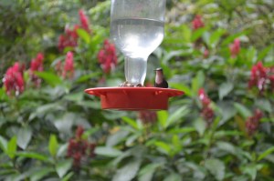 A Green-crown woodnymph female at a feeder