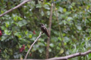 A Brown Violet-ear guarding it's territory.