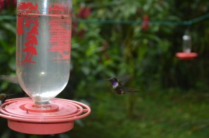 A purple-throated woodstar male