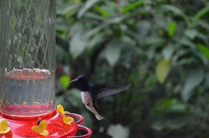 A male White-necked Jacobin coming to the feeder