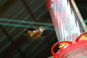 A purple throated woodstar female at the feeders