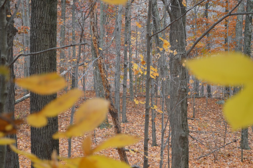 The forest at Illinois Mountain Park