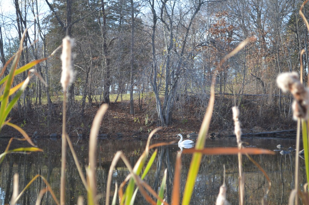 A swan at Morgan Lake