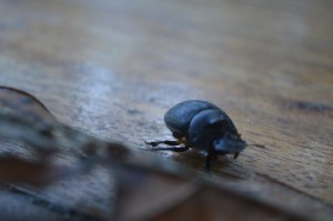 The Ecuadorian scarab again