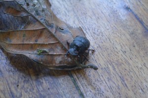 A scarab at the lodge, Reserva Las Tangaras, near Mindo, Ecuador