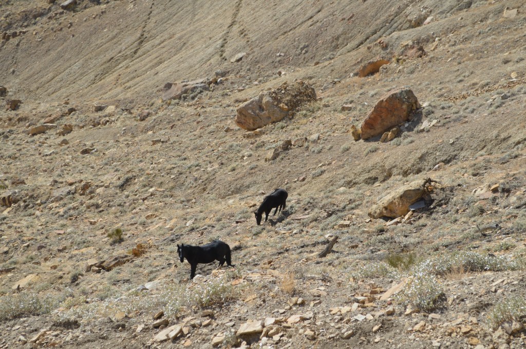 Wild horses on Mt. Lincoln, near Palisade, CO
