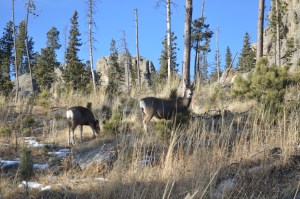 Deer near Cathedral Spires, Custer State Park, SD