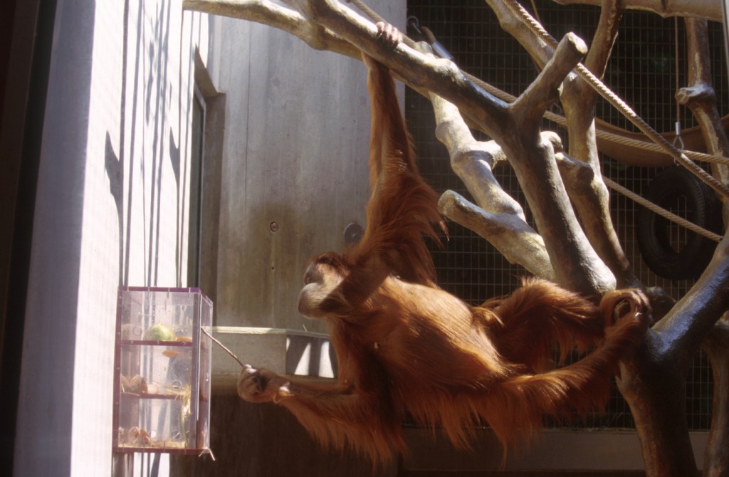 orangutan-captive