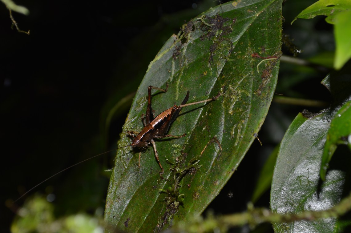 A Katydid on a leaf in the cloud forest, near Mindo, Ecuador.